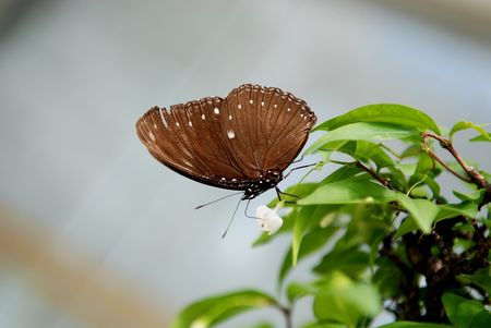Beautiful butterfly and flowers in the gardens 