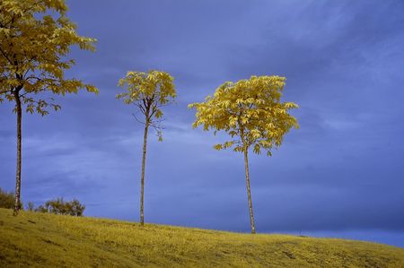 tree and blue sky in the parksの写真素材