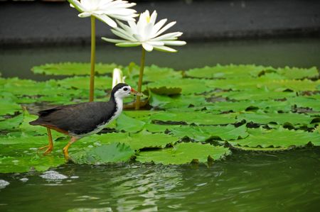 water bird and water lily in the ponds の写真素材
