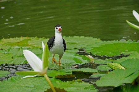 water bird and water lily in the ponds の写真素材
