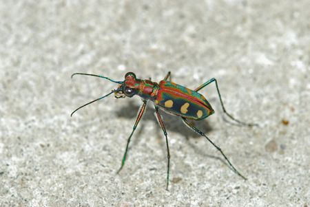 long leg fly in the parksの写真素材