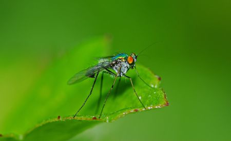 colorful fly in the parks