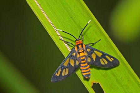 small insect in the parksの写真素材