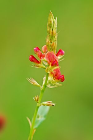 colorful wild flower in the parksの写真素材