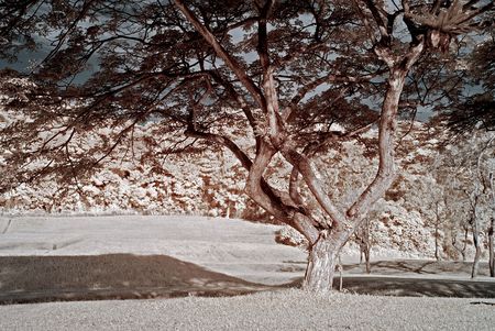 infrared photo, tree and clouds