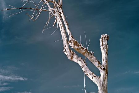 infrared photo, tree and cloudsの写真素材