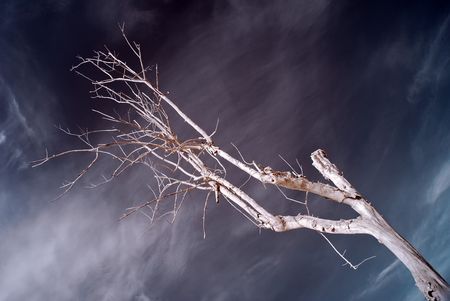 infrared photo, tree and clouds