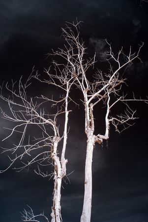 infrared photo, tree and clouds