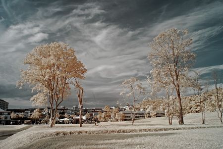 infrared photo, tree and cloudsの写真素材