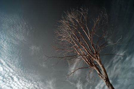 infrared photo, tree and cloudsの写真素材