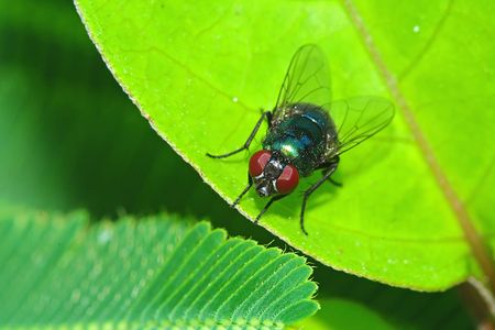 housefly in the parks