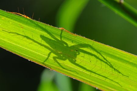 spider and shadowsの写真素材