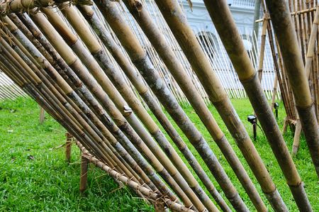 dried bamboo stick in the parksの写真素材