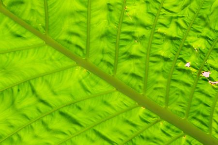 green yam leaf