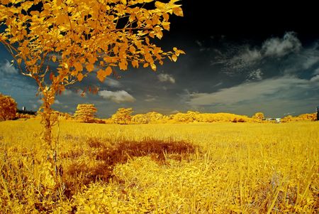 grass, tree and landscapeの写真素材