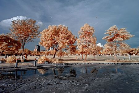 tree, water and skies in the parksの写真素材