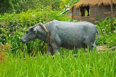buffalo in the paddy fieldの写真素材
