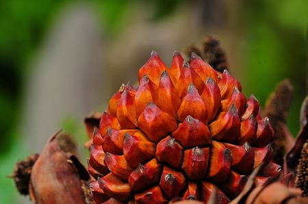 plant seed in the parksの写真素材