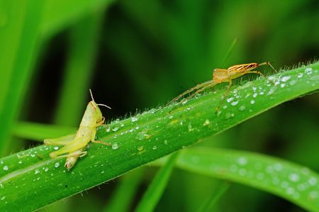 lynx spider and grasshopper in the parksの写真素材