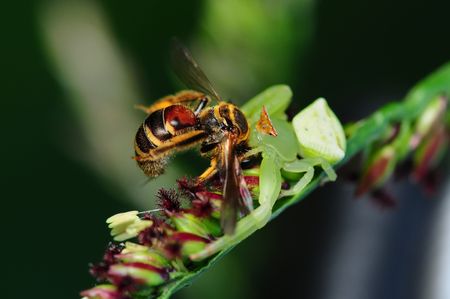 crab spider eating abeeの写真素材