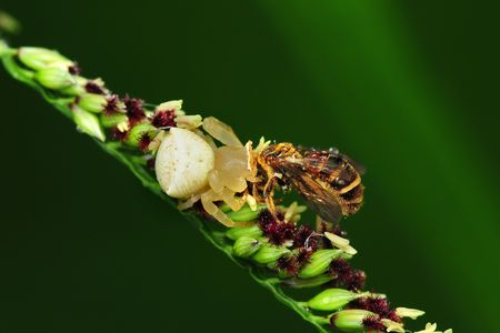 crab spider eating a beeの写真素材