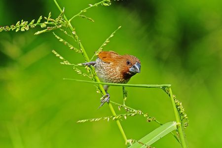 spice finch in the parksの写真素材