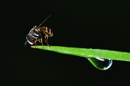 bee and dewの写真素材