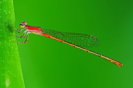 red damselfly in the parksの写真素材