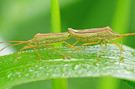 stink bug mating in the parksの写真素材