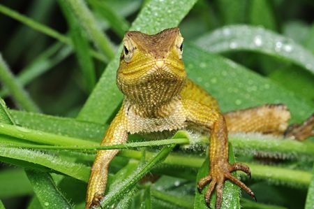 tree lizard in the parks