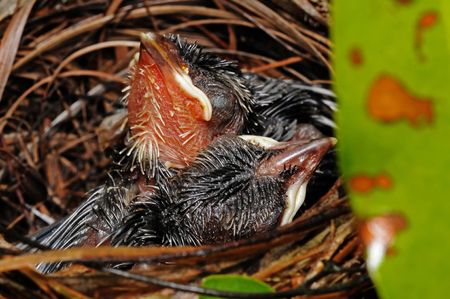 bird babies in the nest
