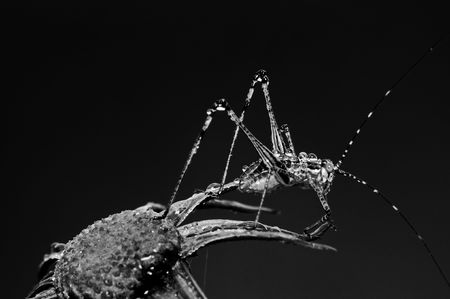 grasshopper in the parksの写真素材