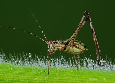 grasshopper and dew in the parksの写真素材