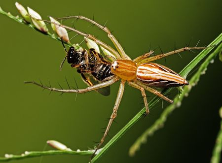 lynx spider eating a beeの写真素材