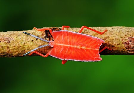 orange stink bug in the parksの写真素材