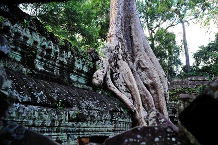 big root and ancient temple in Angkor Wat Cambodia