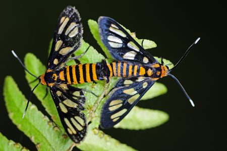 tiger moth mating in the parks