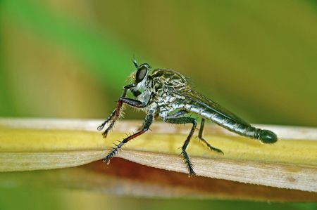 robber fly in the parksの写真素材
