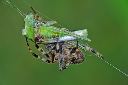 lynx spider eating a grasshopperの写真素材