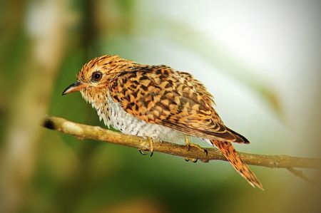 plantive cuckoo in the parksの写真素材