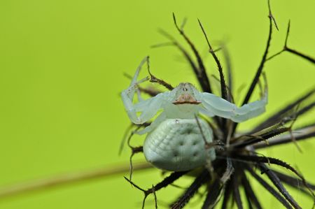 crab spider in the parksの写真素材