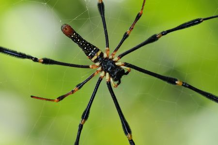 orb-web spider in the parksの写真素材