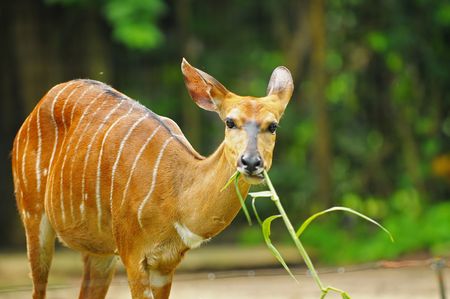 deer in the parksの写真素材