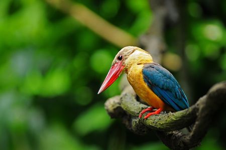 storked bill kingfisher in the parksの写真素材