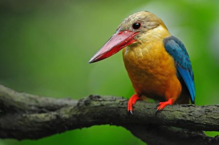 storked bill kingfisher in the parksの写真素材