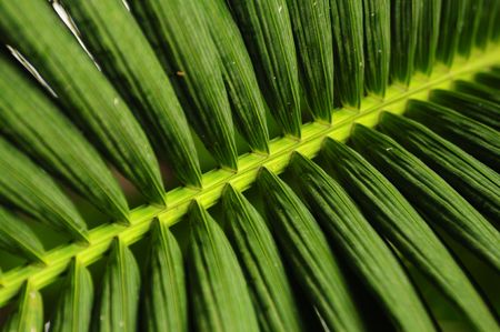 palm tree leaf