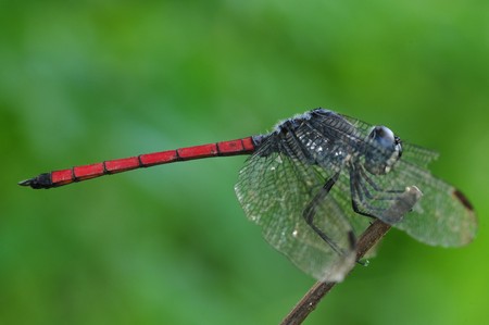 dragonfly in the parksの写真素材