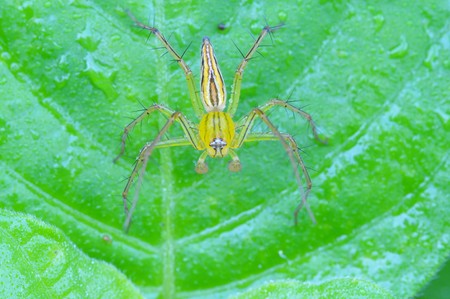 lynx spider and leafの写真素材