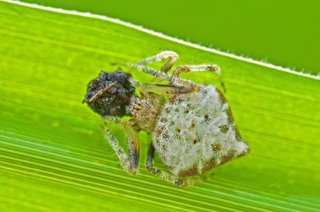 dump spider eating an insectの写真素材