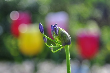 purple flower